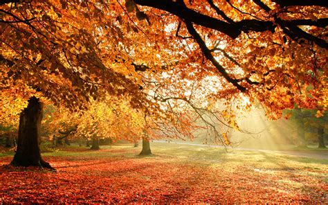 Free Download Gallery For Gt Beautiful Fall Tree Backgrounds 1920x1200
