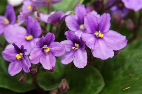 Purple Flowers Are Growing In The Green Leaves