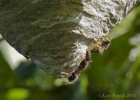 Before we get into why researchers think cicadas are coming back early, it helps to know a little bit more about these creatures. Aerial Yellowjacket Nest and Why Yellowjackets are ...