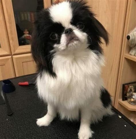14 Realities That New Japanese Chin Owners Must Accept Page 3 Of 5