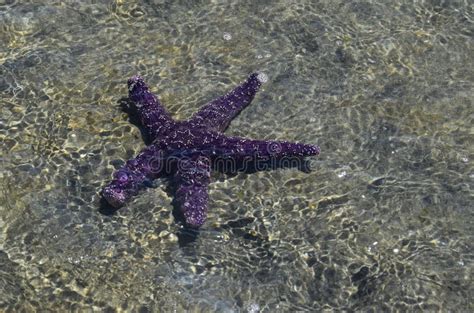 Pisaster Ochraceus Purple Sea Star Stock Image Image Of Fish Ocean