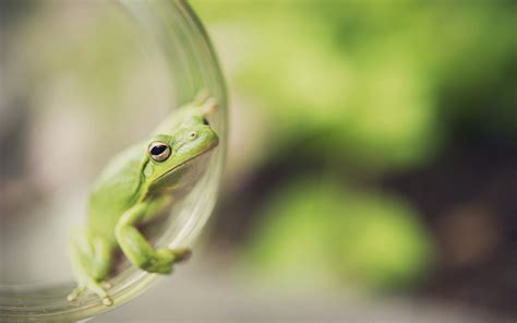 See more ideas about frog wallpaper, frog, cute frogs. Funny Frog Wallpaper ·① WallpaperTag