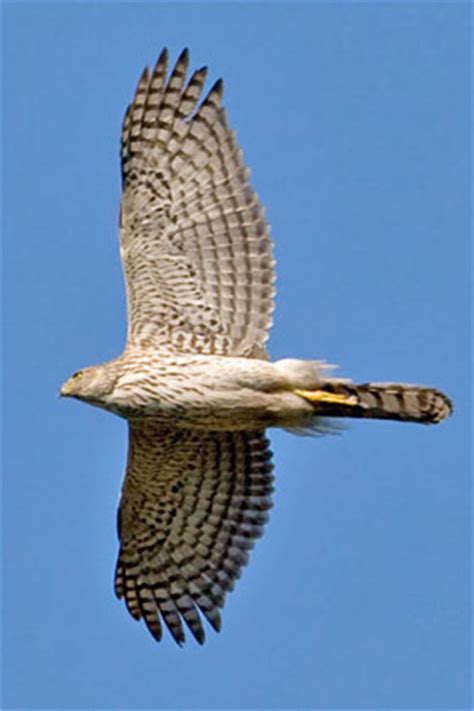 A good rule of thumb is that cooper's hawks are head size can also be a telling feature of these birds. coopers_hawk_7C2V4873.jpg