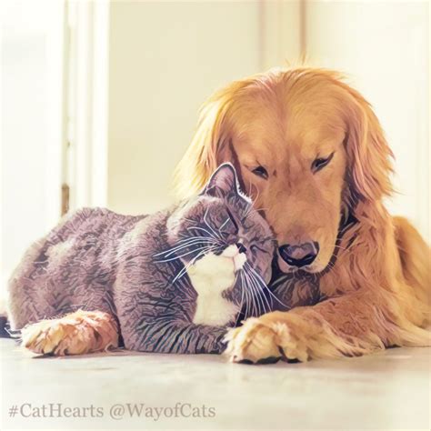 Which Dog Breeds Get Along With Cats Choose Wisely Way Of Cats