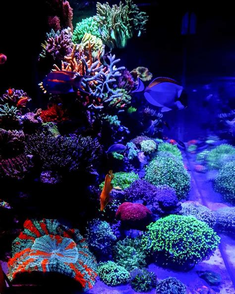 Reef Girl On Instagram Side View 🌅🐠🌈🧜‍♀️ Acropora Corals Reeflife