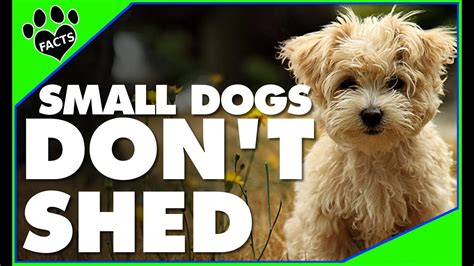 Top 10 Small Dog Breeds That Dont Shed Youtube