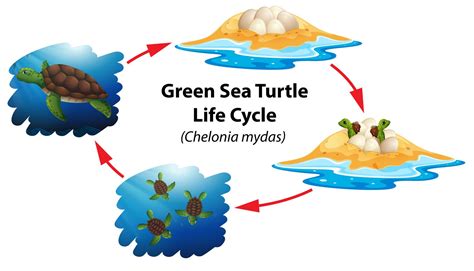 Ciclo De Vida Da Tartaruga Marinha Verde Vetor No Vecteezy