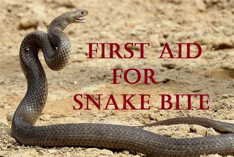 First Aid Snake Bite Health Safety Environment
