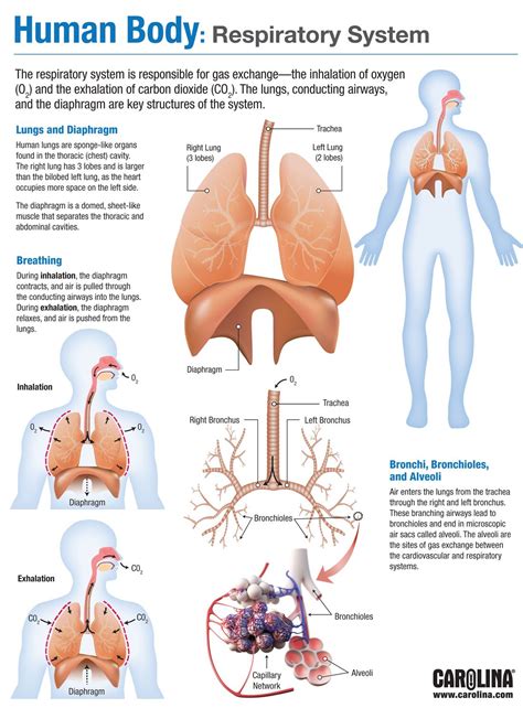 Anatomy Of The Respiratory System Infographic Part Poster Etsy Sexiz Pix The Best Porn Website