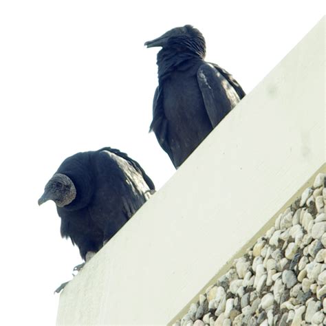 Big Birds Pentax User Photo Gallery
