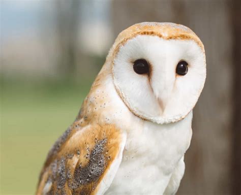 There are around 28 subspecies of barn owl. Barn Owl | Opticolour