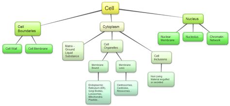 Animal Cell Diagram For Class 11 Structure Functions And Diagram