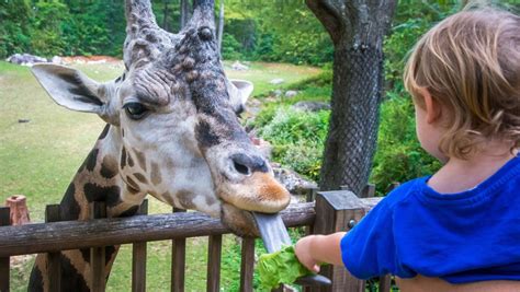 Animal Encounters In North Carolina Zoos And Safaris