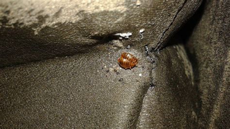 Controlling Spread Of Bed Bugs Requires Vigilance News
