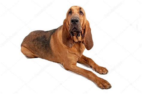 Bloodhound Dog Isolated On White Stock Photo By ©adogslifephoto 10969237