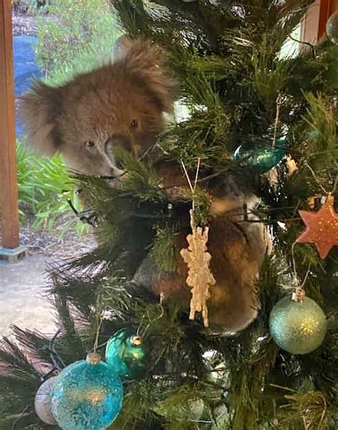 Pin By Gayle Pesek On Kuddly Koalas Holiday Decor Novelty