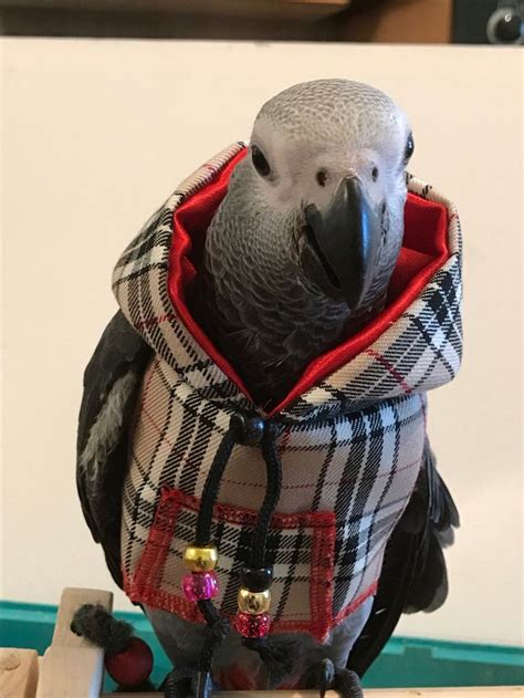 Pet Bird Parrot Hoodie Country Check Tartan All Sizes Available