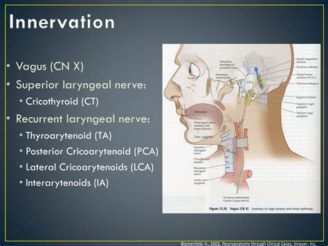 PPT - Speech Summary PowerPoint Presentation, free download - ID:5492989