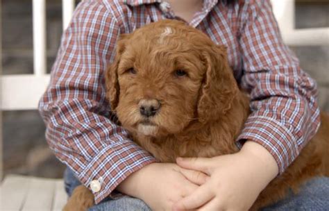 Health problems your golden retriever may have. 35 Top Images Goldendoodle Puppies Wilmington Nc : 0gqknsuql K9sm | rameraslocas