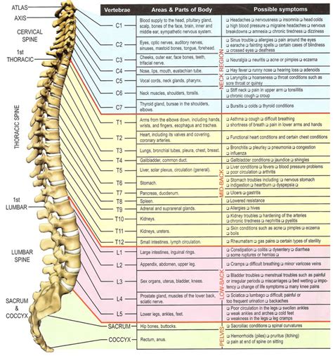 lumbar spinal nerve chart