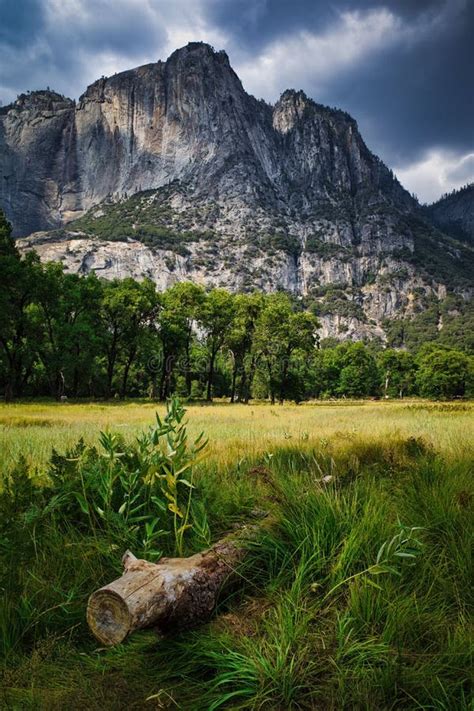Vertical Shot Of Trees With A Background Of Rough Mountains In Yosemite