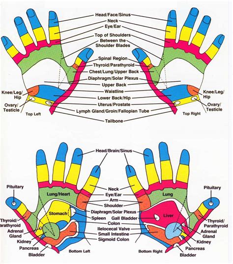 High Resolution Printable Hand Reflexology Chart They Re Located On Both Hands
