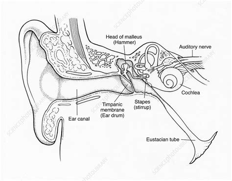 Illustration Of Ear Anatomy Stock Image F0315228 Science Photo