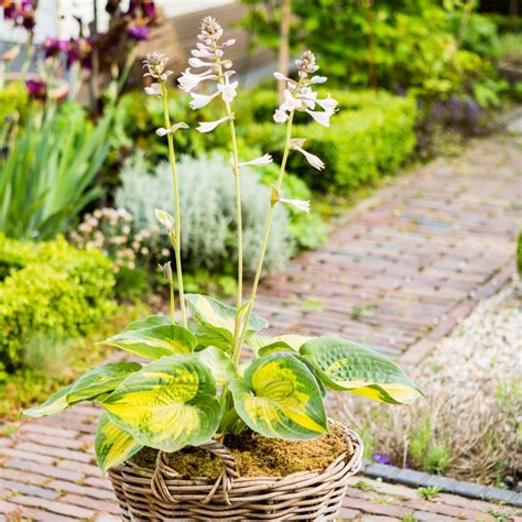 Hosta Alligator Alley Buy Plantain Lily At Coolplants