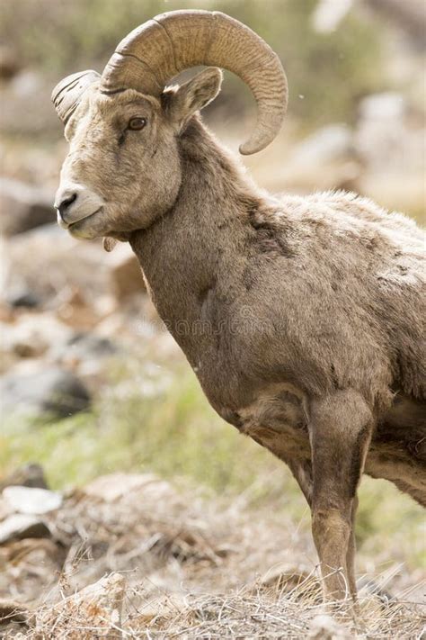 Bighorn Ram Portrait Stock Image Image Of Sheep Agronomy 36420231
