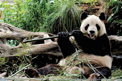 Giant Panda Facts Habitat Population And Diet Britannica