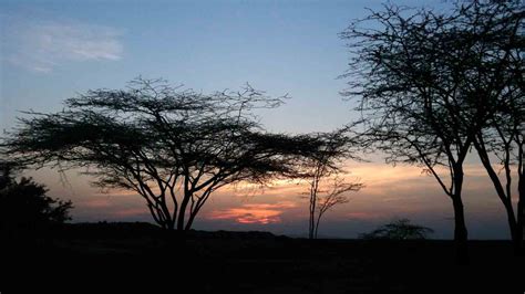Turkana Basin Institute The Safari Collection