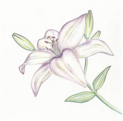 8 Marvelous Learning Pencil Drawing Ideas Lilies Drawing Flower