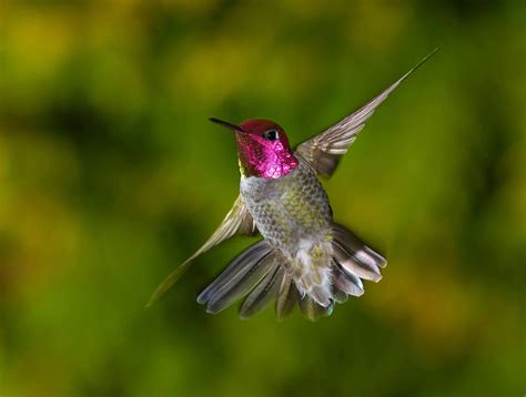 Hummingbird Symbolism A Message Spirit Animal Totems