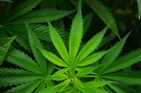 Cannabis Sativa Blatt Kostenloses Stock Bild Public Domain Pictures