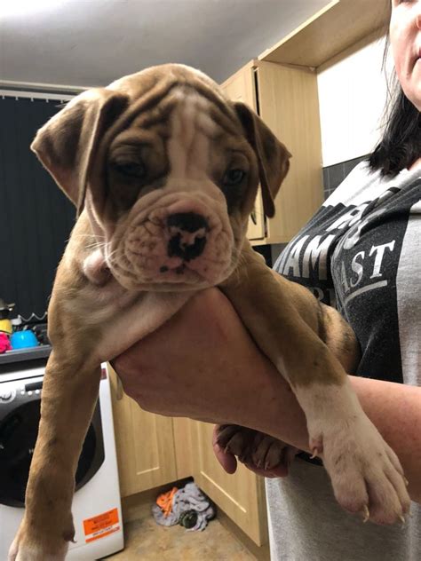 Browse and find bulldog puppies today, on the uk's leading dog only classifieds site. Alapaha Puppy's Ready Now | Alapaha Blue Blood Bulldog for ...