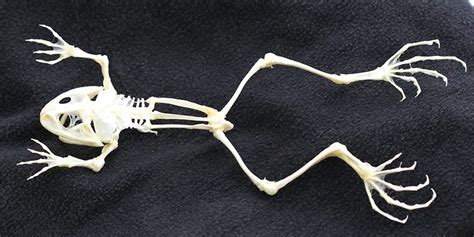Frog2 1500×750 Animal Skeletons Animal Skulls Skeleton Bones