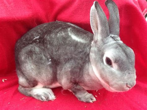 Rex Rabbits For Sale Pets4homes Cute Animals Pet Rabbit Rabbits