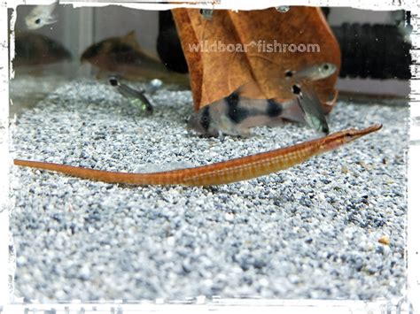 Livestock Freshwater Pipefish Pet Fishes Aquarium Small Medium
