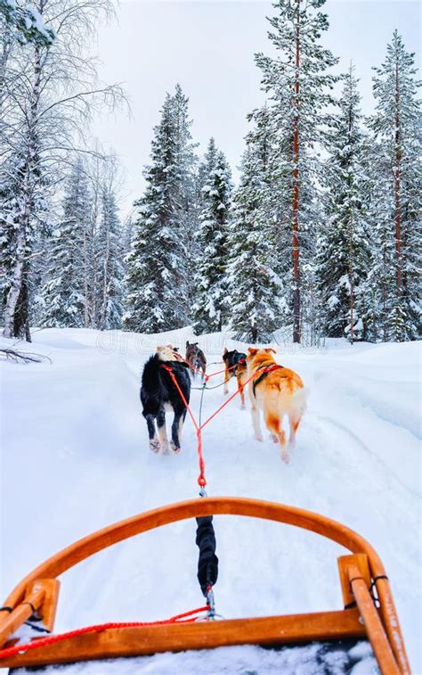 Husky Dogs On Sled At Rovaniemi Forest Reflex Stock Photo Image Of