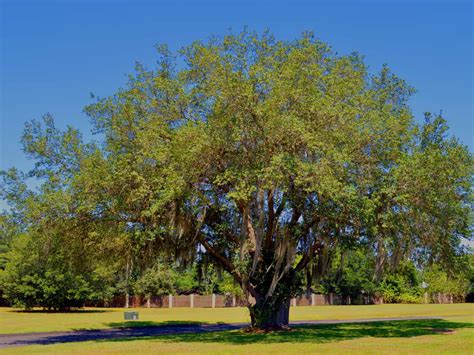 27 Amazing Fast Growing Shade Trees