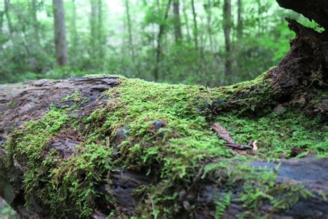Moss Encrusted Fallen Log 1 Clean Public Domain