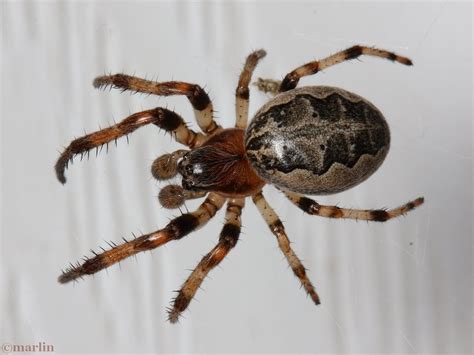 Furrow Spider Larinioides Cornutus North American
