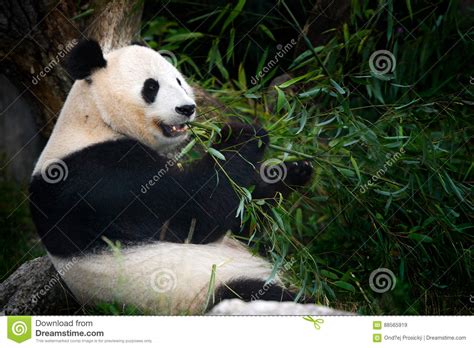 Panda Eating Bamboo At Panda Palace Indonesia Safari Park Royalty Free