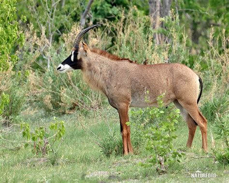 Roan Antelope Photos Roan Antelope Images Nature Wildlife Pictures