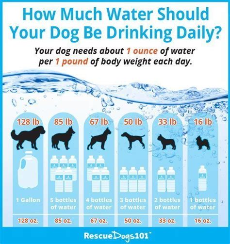 Provide lots of hydrating whole foods including watermelon or coconut water (all natural coconut water only) all throughout the day. 11 Easy ways to get your dog to drink more water