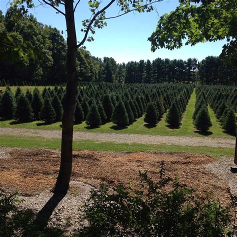 Christmas tree types at pine valley farms: Sugar Pines Farm christmas tree farm | ChristmasTreeFarms.net