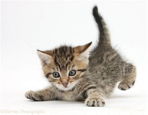 Cute Playful Tabby Kitten 6 Weeks Old Photo Wp35604