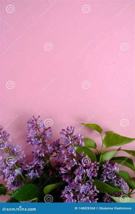 Lilac Flores Roxas Coloridas Dos Lils Com Folhas Verdes Foto De Stock