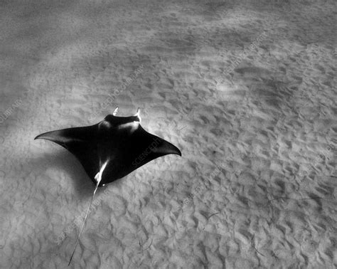 Manta Ray Swimming On Ocean Floor Stock Image C0406753 Science