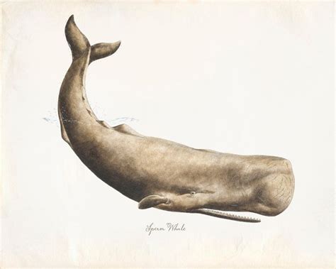 Vintage Mammal Sperm Whale Print 8x10 P220 Etsy Whale Illustration